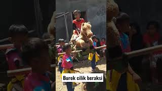 Burok cilik beraksi