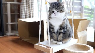 ねこ日記20200606。-Maru\u0026Hana's Diary June 6, 2020.-