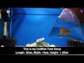 ranchu goldfish buying ranchu goldfish goldfish tank setup lionhead goldfish price