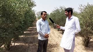 Jojoba ki kheti 🔝 इसराइल की खेती भारत में || Desert Gold farming // जोजोबा की खेती jojoba farming