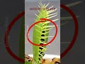 this plant eats live insects 😱 venus flytrap in action 🌿🔥 shorts