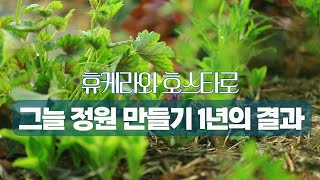 휴케라와 호스타로 만든 그늘 정원 1년의 변화, 그리고 분갈이 하기