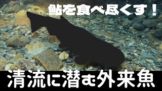 奈良にも生息！狂暴外来種○○トラウトを捕まえろ！