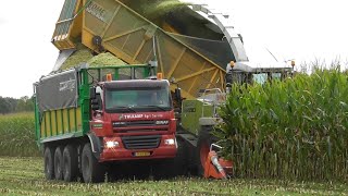 Tolkamp chopping corn