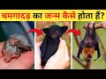 चमगादड़ का जीवन चक्र | Bat Life Cycle Video | Life Cycle Of Bat  | Chamgadar Kaise Paida Hota Hai