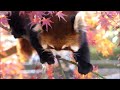 【red panda レッサーパンダ】autumn leaves at ichikawa city zoo 2018 about 1 minute video_17