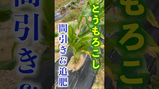 とうもろこし栽培🌽間引き、追肥、土寄せを行いました👨‍🌾 #家庭菜園 #とうもろこし #shorts