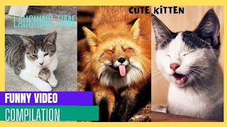 Cute Funny Animal❤🥰🐈#youtubeshorts#viral#shortsfeed#catsong#funnycat#cattv#catsounds