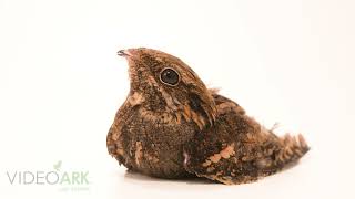 European nightjar (Caprimulgus europaeus europaeus) at the Budapest Zoo in Hungary.