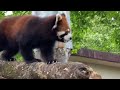 八木山動物公園　レッサーパンダ　スモモ　グミ　アケビ