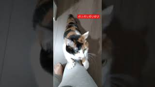 【ごまかす猫】主によじ登ろうとしたけど登れなくて爪研ぎのフリでごまかす三毛猫がコチラ。　#保護猫