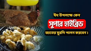 ঈদ উপলক্ষে কেন সুপার হাইব্রিড জাতের মুরগির বাচ্চা পালন করবেন #বগুড়া_পোল্ট্রি_এন্ড_হ্যাচারী