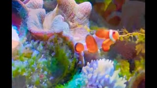 #life #直播#水槽 #クマノミ#ニモ #nemo😍VIDEO HD. at this time.real life😍  #fish😍Marine fish tanks in the home😍