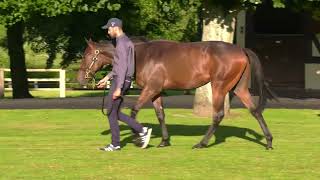 2023 August Yearling Sale - Lot 287 f. N (WOOTTON BASSETT x MARBRE ROSE)