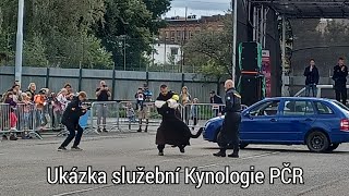 Ukázka služební Kynologie PČR // Hrdinové Plzně // IZSGO