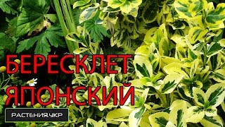 Бересклет японский / Бересклет посадка и уход