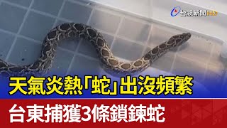 天氣炎熱「蛇」出沒頻繁 台東捕獲3條鎖鍊蛇