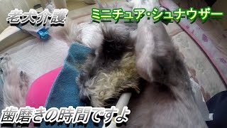 老犬介護（ミニチュア・シュナウザー）　歯磨きの時間ですよ