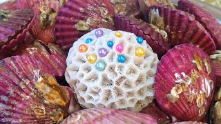 South Atlantic Pearl Scallops. The pearls inside them are large, high-quality, and bright.