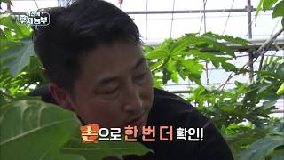 [역전의 부자농부] 천사의 열매 '파파야'