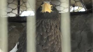 オオワシ　(八木山動物公園/宮城県)