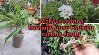 How To Grow Champa (Plumeria) From Cutting With Update || चंपा को कटिंग से कैसे ग्रो करे