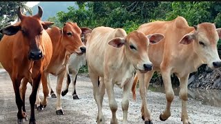 suara sapi lembu berkeliaran di jalan dan di sawah warga.anak sapi lucu coii..