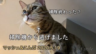 【掃除機が怖いのに強がるネコ】ベンガル猫『マッシュ』とパグ犬『こんぶ』（29）