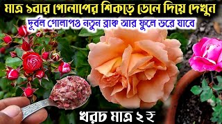 মাত্র ১বার গোলাপের শিকড়ে ডেলে দিলেই দূর্বল গোলাপও নতুন ব্রাঞ্চ আর ফুলে ভরে যাবে | Rose plant care