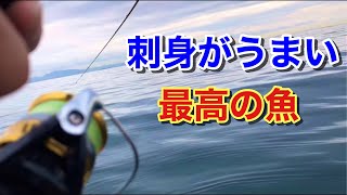 【絶品】SUPフィッシングに行ったら刺身が最高にうまい魚が釣れた！！