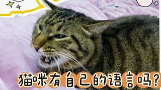 猫咪有自己的语言吗？#养猫经验分享