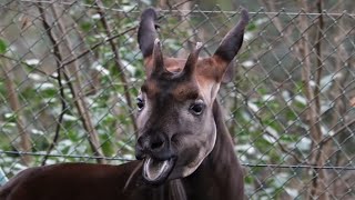 Male Okapi Flapping His Ears and Chewing the Cud