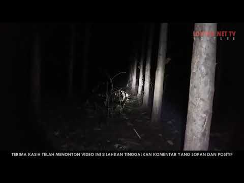 6600 Koleksi Foto Hantu Kuntilanak Merah HD Terbaik