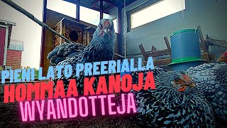 Haetaampa kanoja uuteen kanalaan