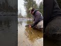 bending the pinland 3wt on winter steelhead shortsvideo shortsfishing fishing