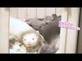 カワウソ赤ちゃん、パンダをかぶった赤ちゃん sweet little otter baby【baby otter】