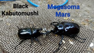 Rhinoceros beetle battle : Black kabutomushi 75mm. vs Megasoma Mars 92mm.