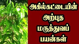 MEDICINAL BENEFITS OF AKIL KATTAI |  அகில்கட்டையின்  அற்புத மருத்துவப் பயன்கள்