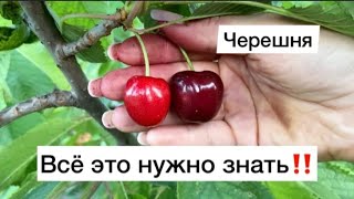 Самая сладкая черешня🍒Валерий Чкалов сравнить два сорта