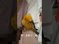 媽媽上廁所，金太陽鸚鵡躺懷中碎念兼理毛 鸚鵡 金太陽 sunconure parrot 大便 廁所