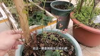 好苗分享！1块钱买到带花苞的“高压”蓝莓苗？这样养，果子多！