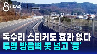 독수리 스티커도 효과 없다…투명 방음벽 못 넘고 '쿵' / SBS 8뉴스