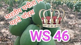 Papaya WS 46, Sai Hitech Nursery,Nijar, Tapi, Gujarat February 2025