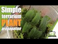 Terrarium plant propagation, made SIMPLE @terrariumchannel