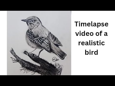 Drawing A Realistic Bird Timelapse Youtube