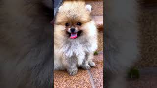 very funny pet videos ❤️ cutest dog in the world | funny dog videos | Tvka kids 🥀🥀
