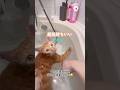 お風呂好きな猫さん😽🛀｜PECO #茶トラ #猫 #愛猫家 #猫動画 #猫のいる暮らし #redtabby #cat #catlover #catvideos #catlife