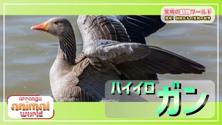 ハイイロガンの魅力を探る！美しい水鳥の生態とは？