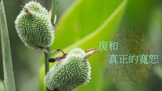 靈修:復和-真正的寬恕 20210723