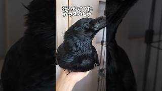 カラスを助けて1年経ちました　#shorts #カラス #crow #birds #crow #スーパーワルイトリ #かわいい